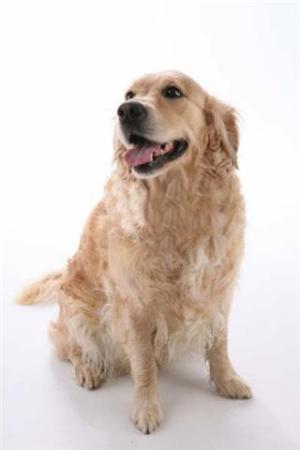 Yeovale Snowball at Dunheved (Millie)