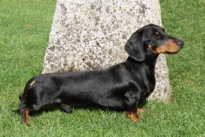 champdogs dachshund