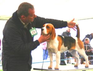 Byron at SKC, winning the Puppy Dog class
