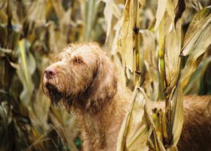 Edee  in the maize