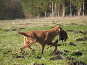1st Feb 2010 - aged 12 1/2 still retrieving