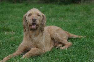 Baxter - A dog of a lifetime!
