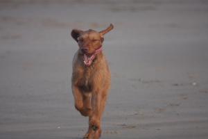 Fin - enjoying the surf!