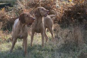 Fin (left) with Greenwire Rusty Nail - Uncle Rusty