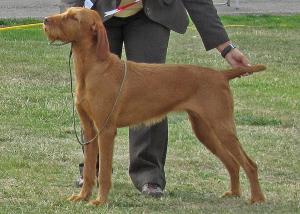 Best Bitch - National Gundog Champ Show 2010