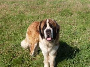Ozzy at one year