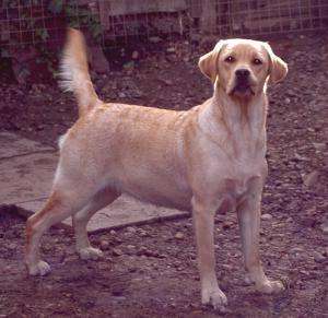 Gertie 