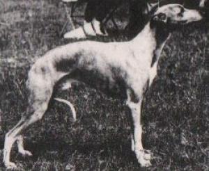 Ch Palmik Starry
