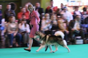 Thorn aged 11months  & Kerry at Crufts 2009