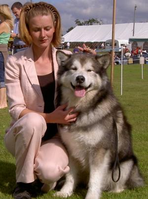 Chico & Kerry at Paignton Champ Show