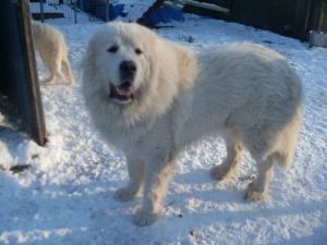 Bowzer in the snow