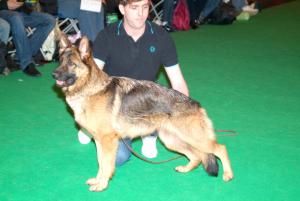 Crufts winner 2009