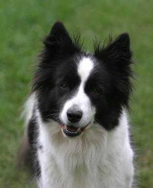 Daisy