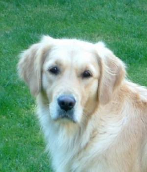 Honey - aged 3