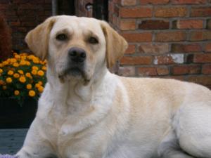 Velvetine Amber Waves of Bramblekay (Rhea)