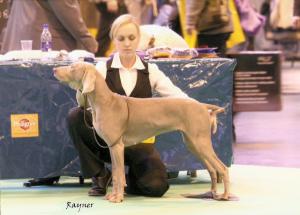 Freya at Crufts 2008