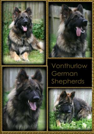 Clyde at 16 months