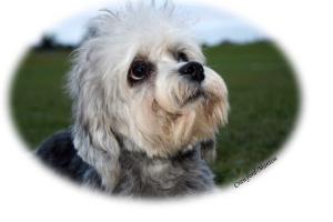 Puddockswell Cloud Howe (Claris)