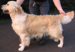 Lawpark Royal Scott @ 4 years