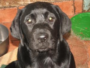 Mary as a puppy