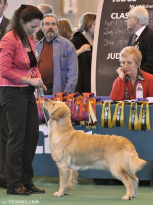 Tilly at Crufts