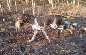 Paxo retrieving a hen pheasant
