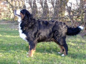 Casji - 2 years old