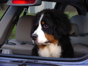 Casji-Heiko son 6 months old
