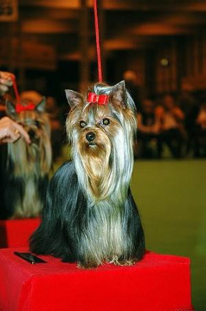 At Crufts 2006