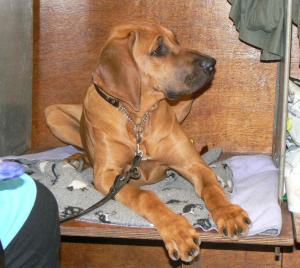 Dolly at her 1st show (6months old)