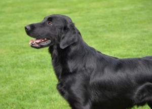 Otter - 22 months