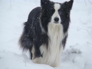 Arnie in the snow Winter 2008