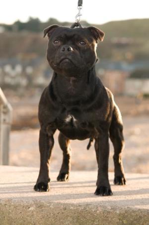 Beau @ 18mths old