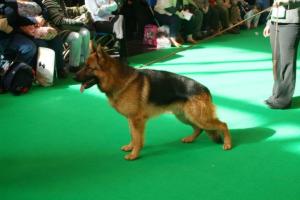Winning at Crufts 2011