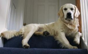 Shiloh looking particularly regal