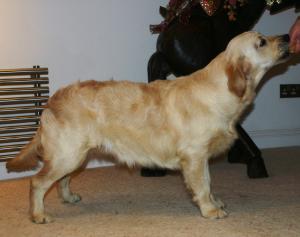 Kelsey newly shampoo'd afer a serious mud bath!
