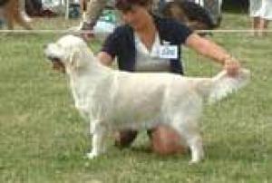 New Forest Show July 2003