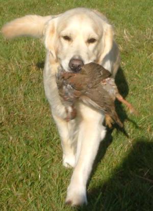 Rosie's first cold game training session Sept 2005