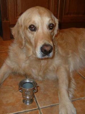 winning a cup in obedience training at local club