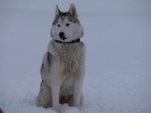 Solo Loving The Snow
