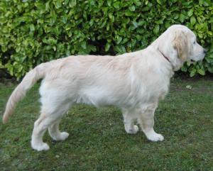 Lola 16 weeks - looking great!