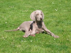Bonnie at 4 months