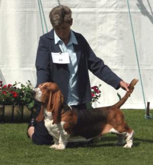 CH Diheath Maximus at BHC CH, 1st Yearling Dog.