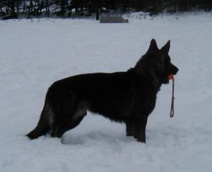 Vomhausnye Odysseus (Rosco)