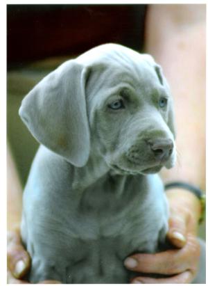 Sadie at 6weeks