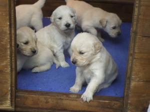 Mazda's puppies at 3 weeks old
