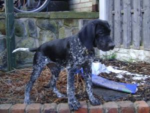 Tuptonsett Ebony Princess ( Trixie)