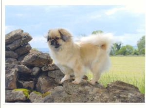 Darla (Souska All Ou of Love for Mulltye)