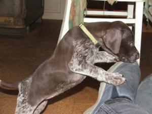 Baby Havoc at only a few weeks old