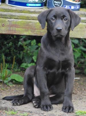 Puddledub Vicunia ('Coona') at about 4 months